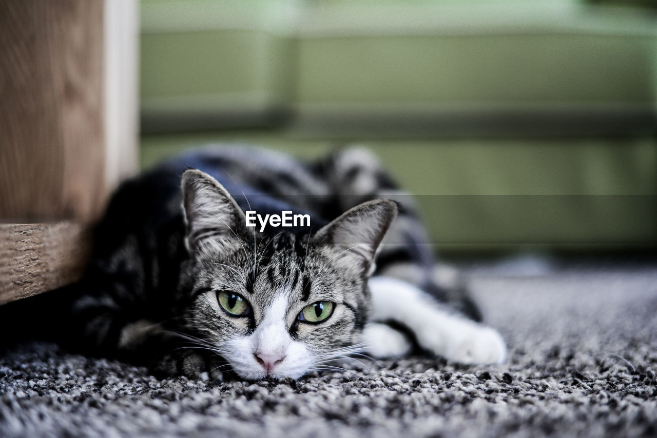 Close-up of cat looking at camera