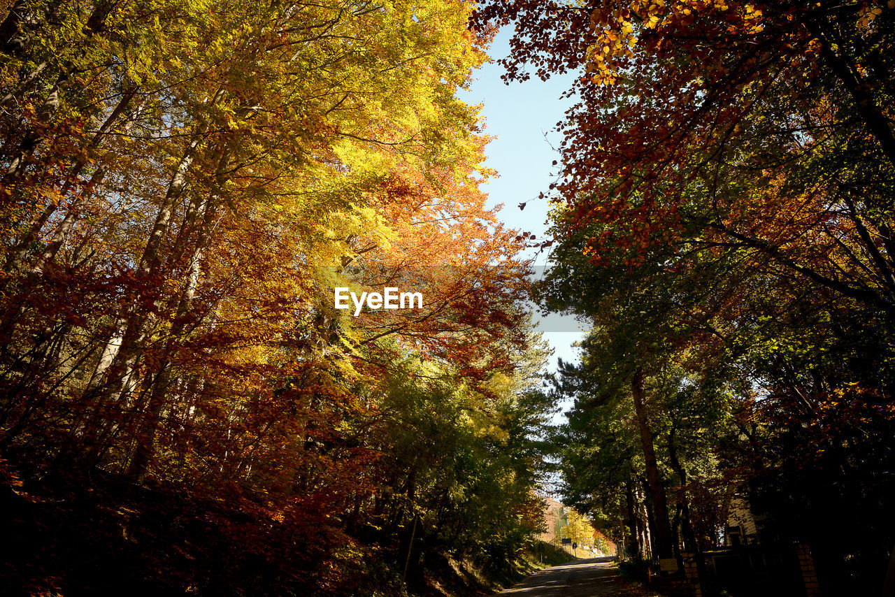 Low angle view of trees in forest during autumn