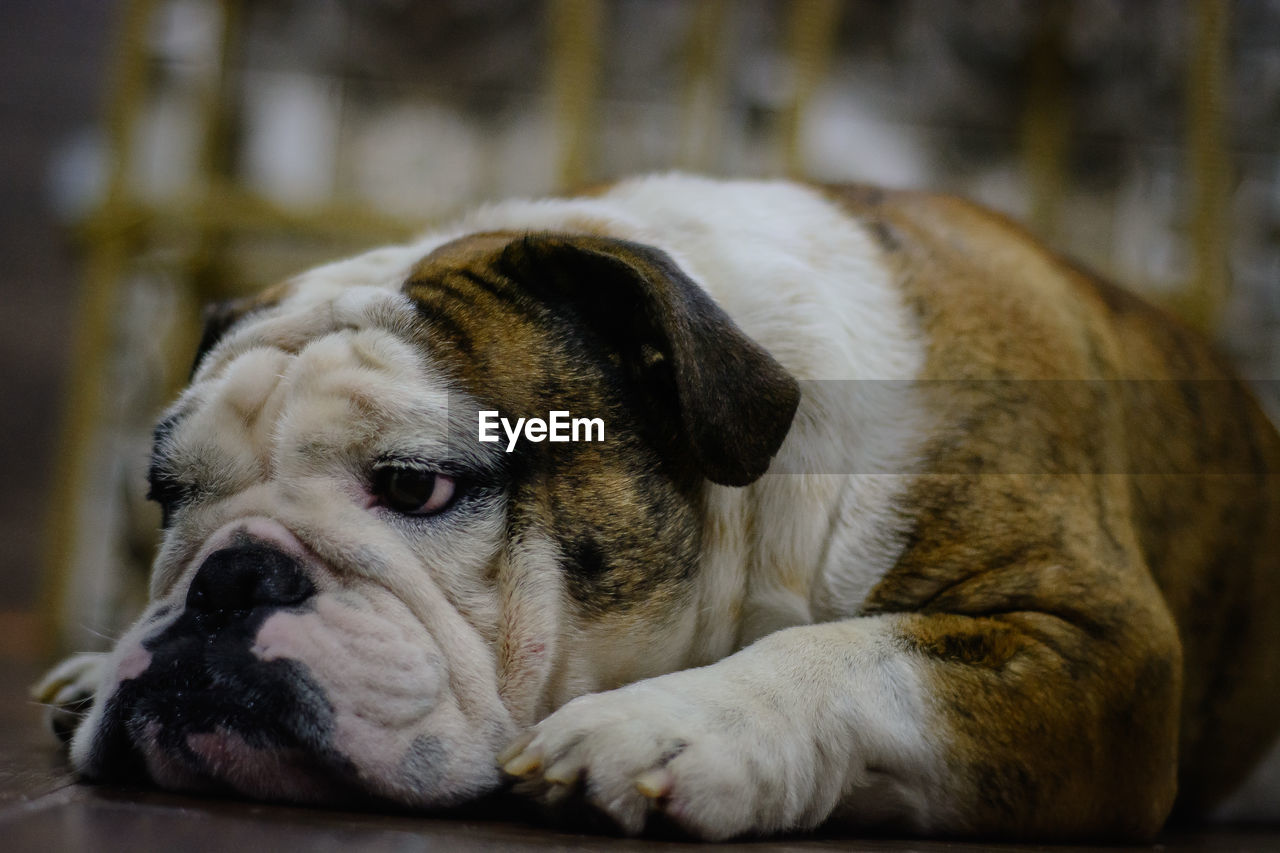 CLOSE-UP OF DOG RESTING