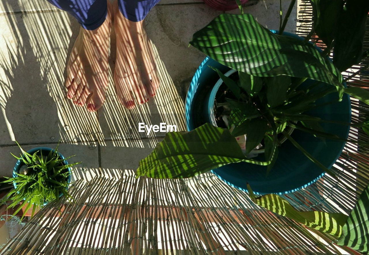 Low section of woman standing by potted plant at home