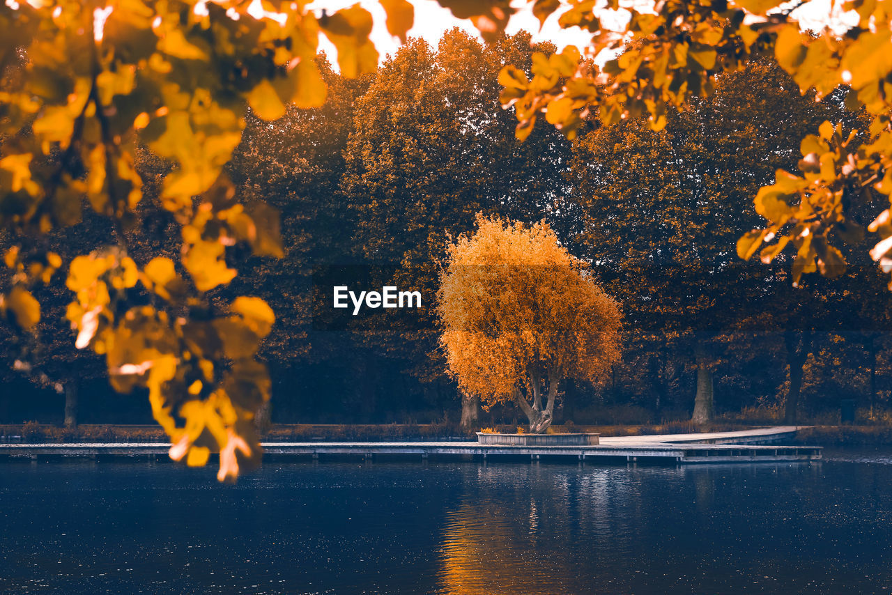 Autumn tree by lake