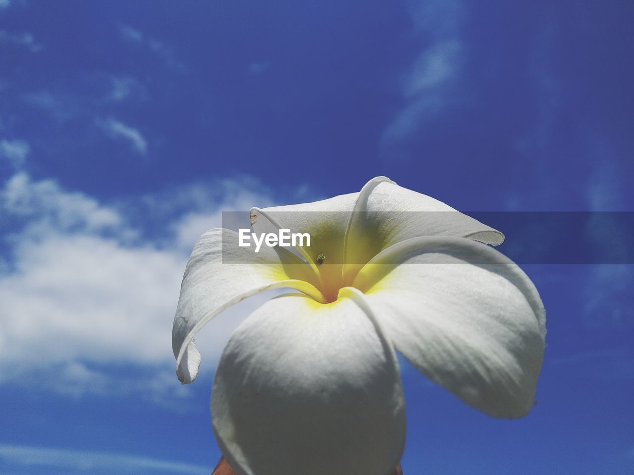 Close-up of white flower against blue sky