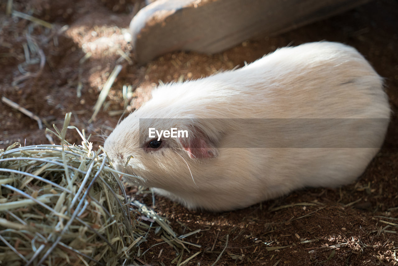 Close-up of guinea pig on field