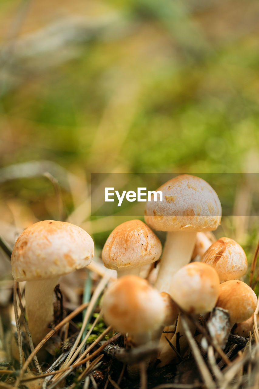 close-up of mushroom growing outdoors