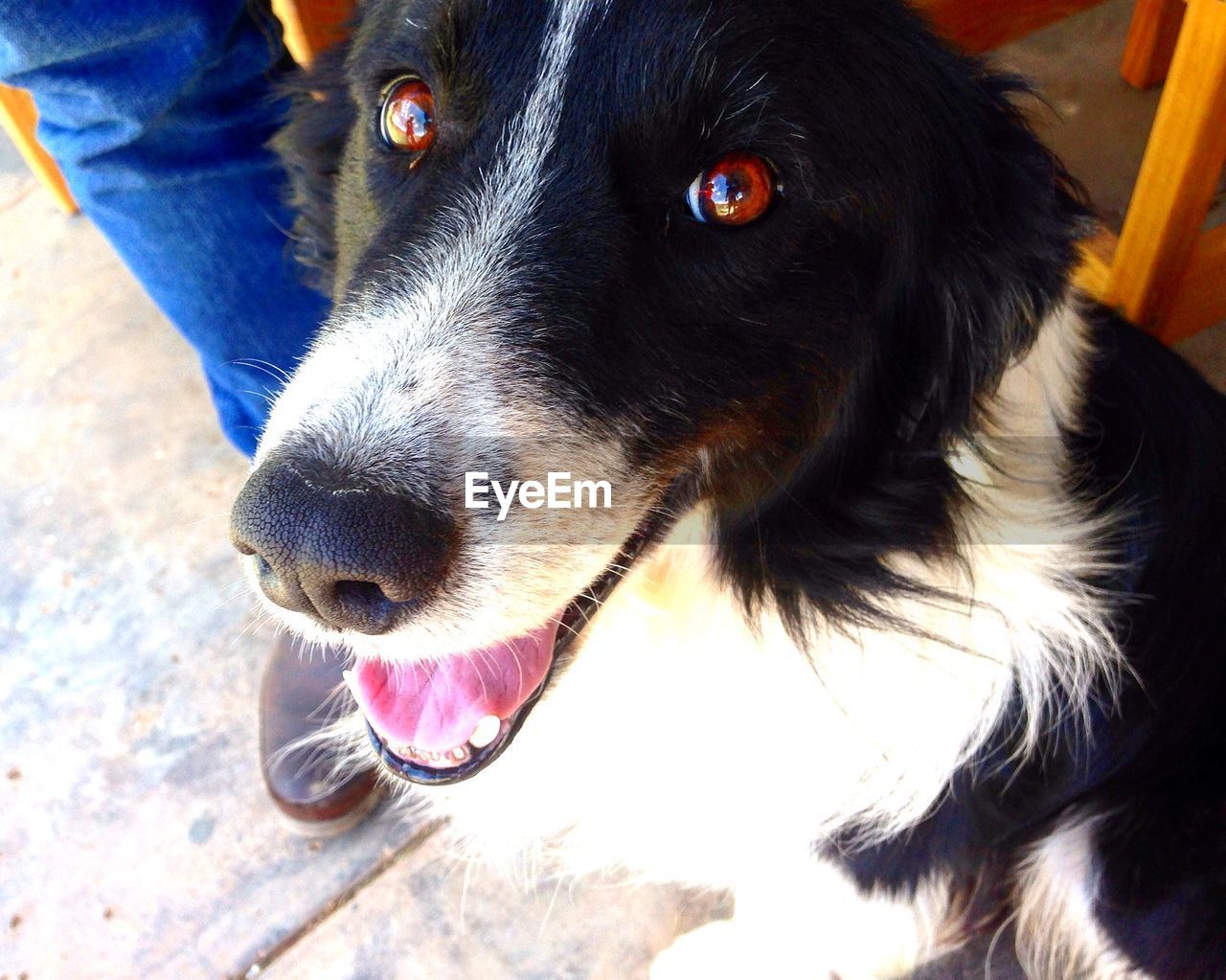 CLOSE-UP OF DOG WITH MAN