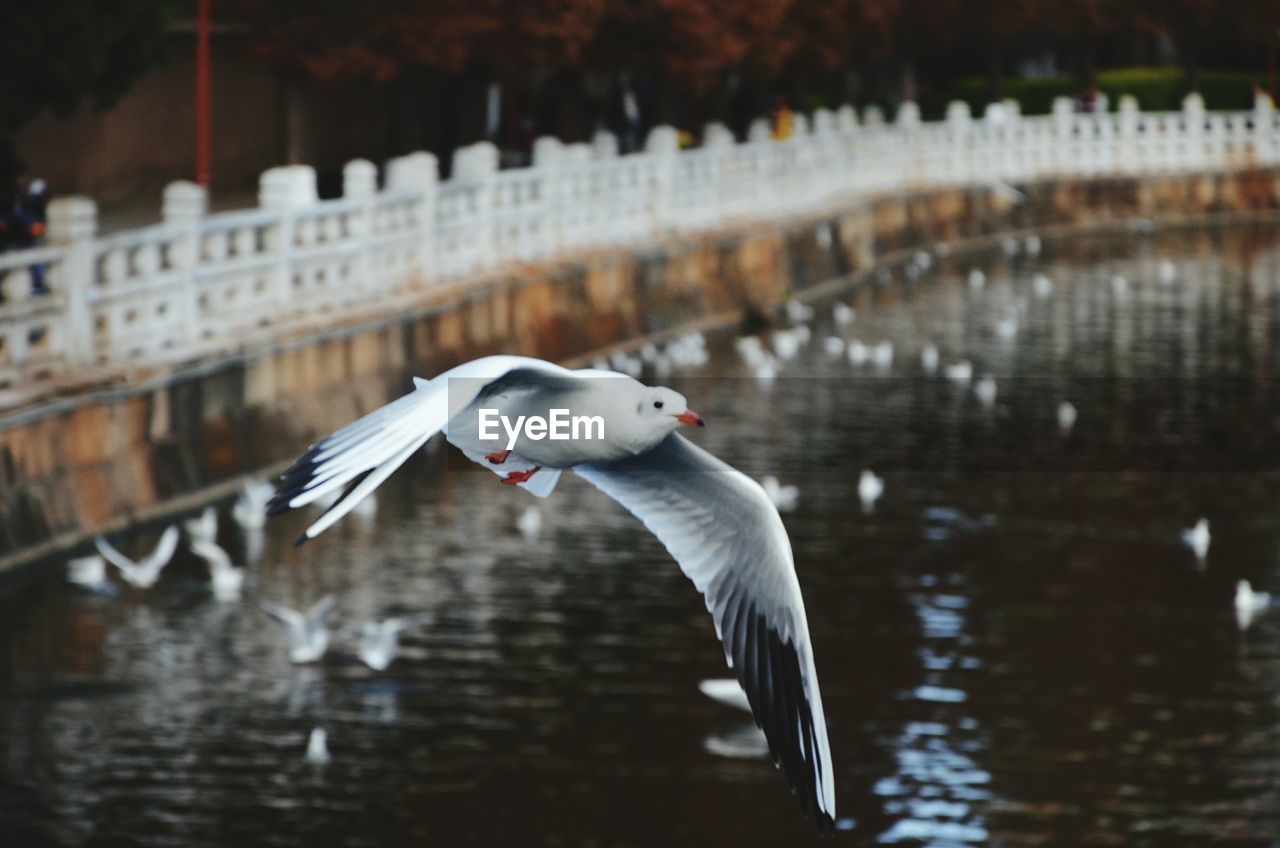 Bird flying over water