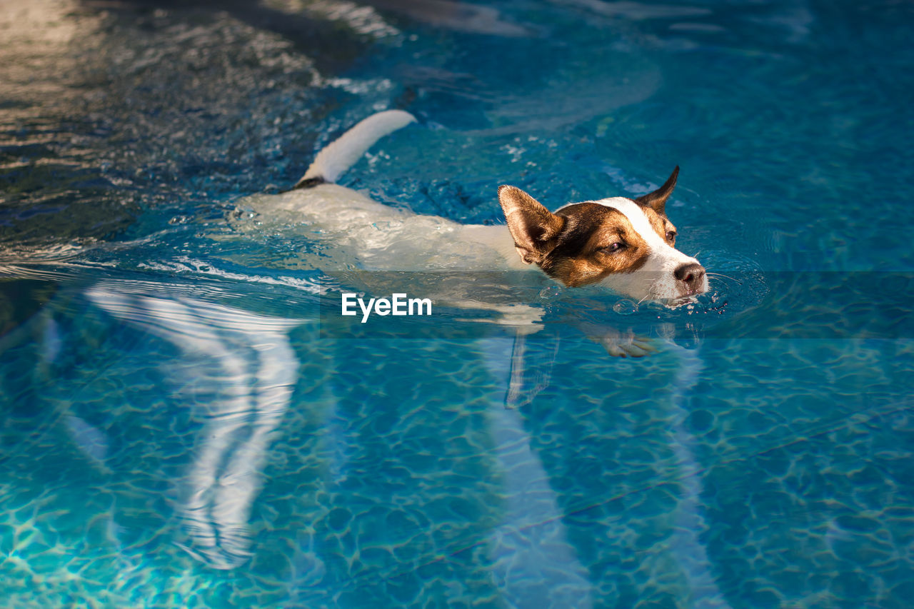 Young jack russell terrier dog swimming in a backyard swimming pool in the glow of afternoon  sun