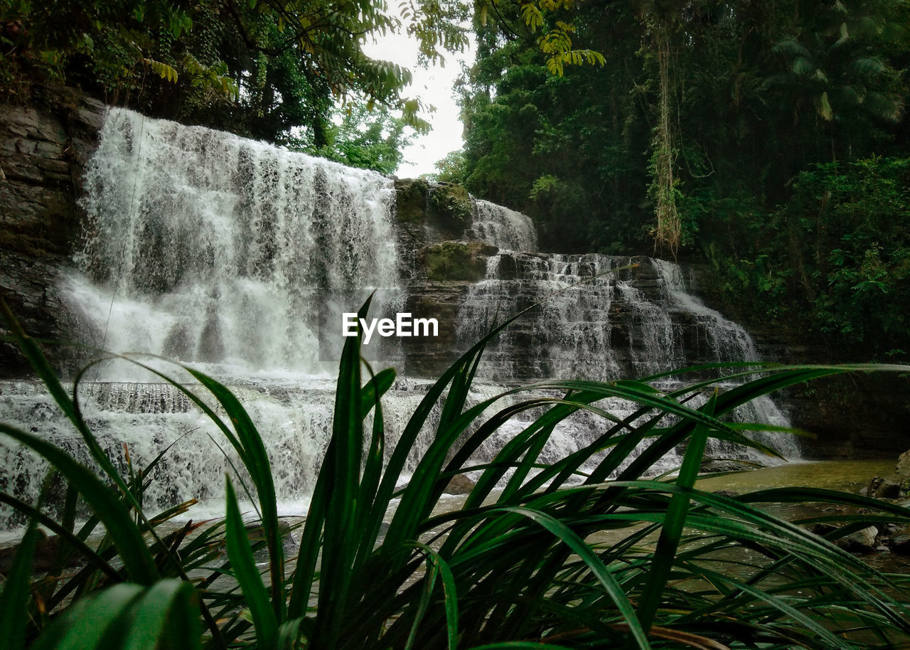 Scenic view of waterfall in forest