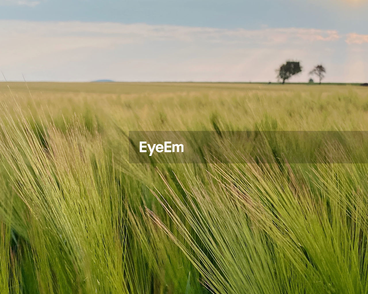 plant, landscape, field, land, environment, sky, grassland, growth, rural scene, nature, agriculture, cereal plant, beauty in nature, crop, grass, cloud, prairie, scenics - nature, green, plain, barley, tranquility, no people, tranquil scene, wheat, day, food, paddy field, outdoors, steppe, horizon, farm, horizon over land, natural environment, non-urban scene, rural area, idyllic, meadow