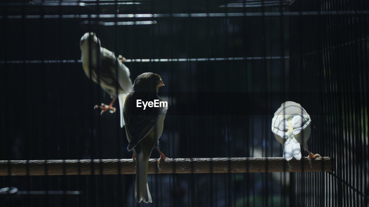 Birds perching in cage