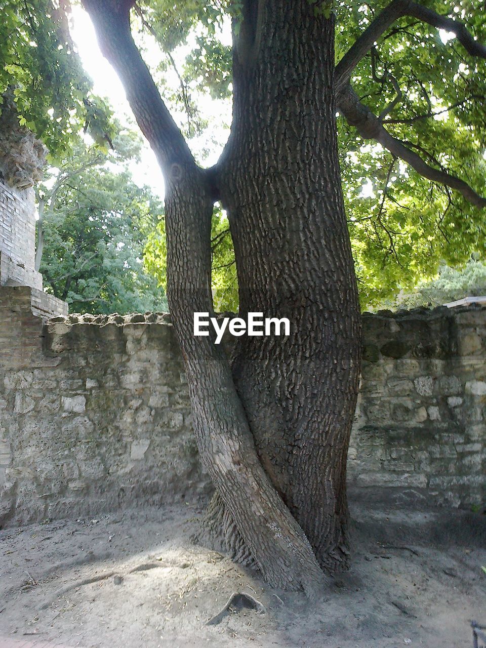 TREES GROWING ON ROCKS