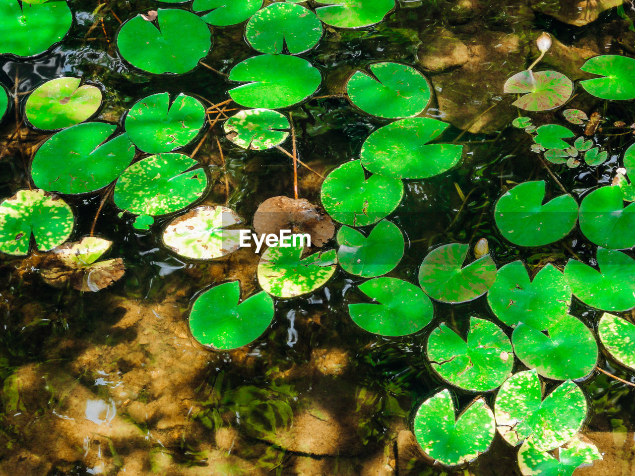 HIGH ANGLE VIEW OF PLANTS IN WATER