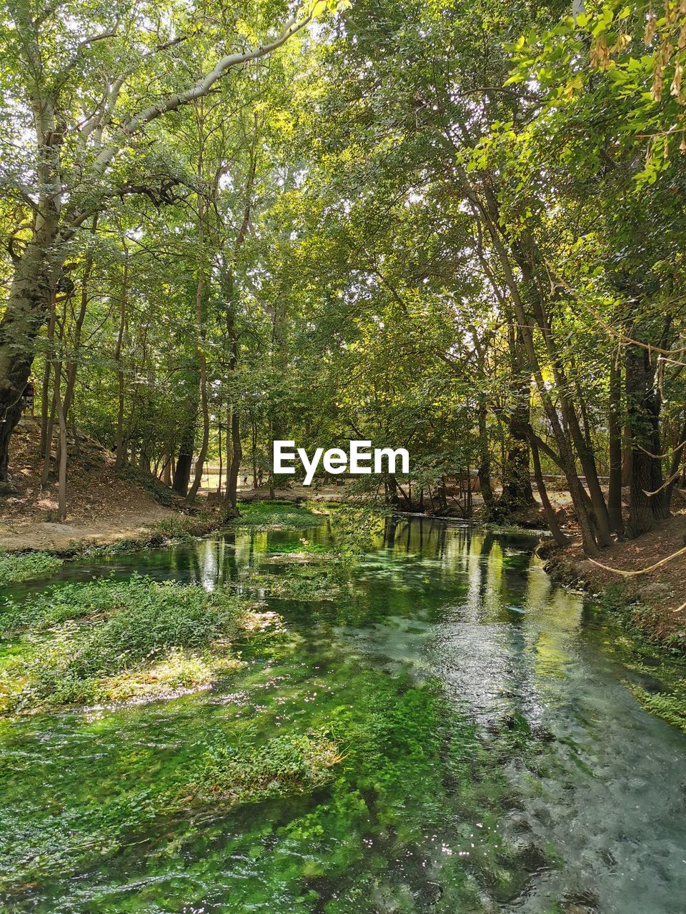 SCENIC VIEW OF FOREST BY LAKE