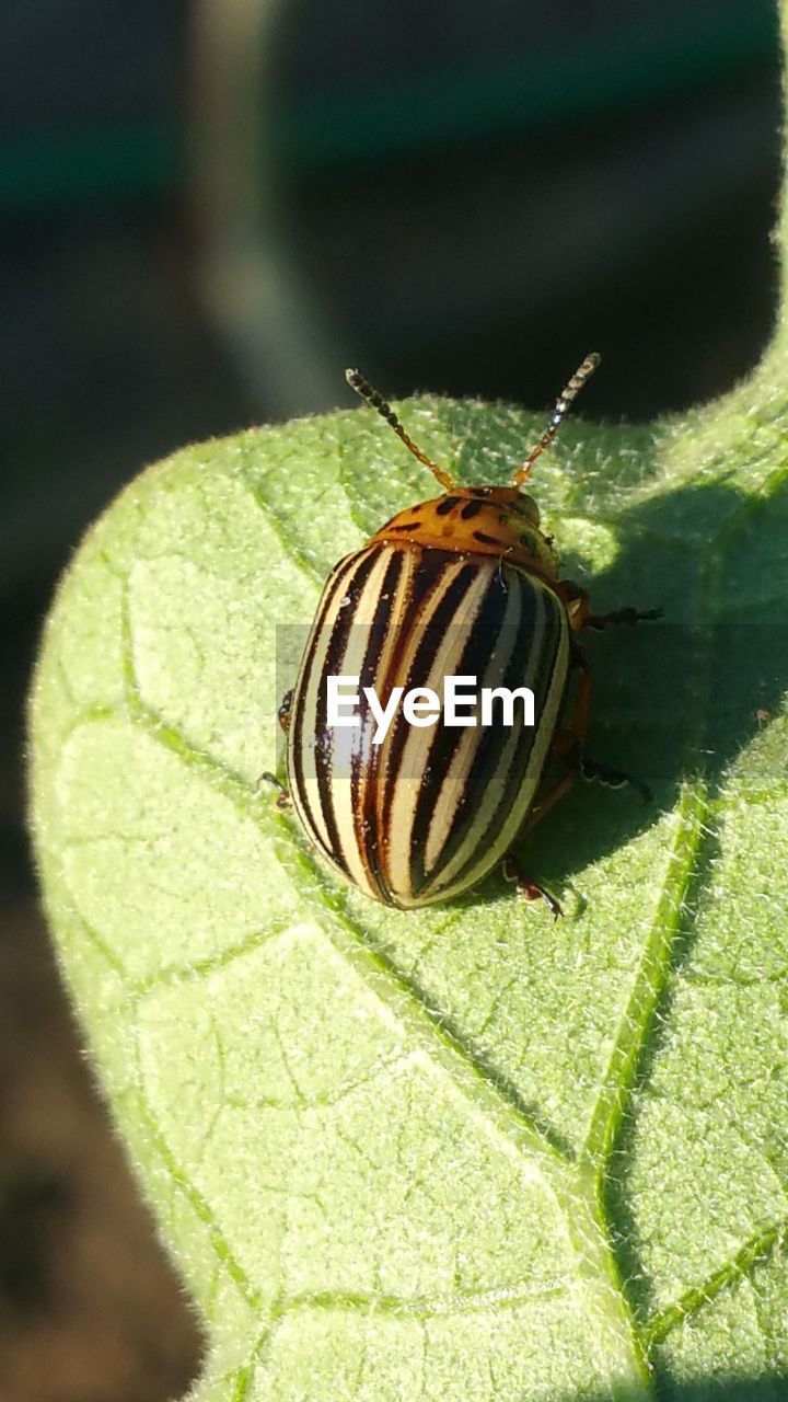 High angle view of beetle on leaf