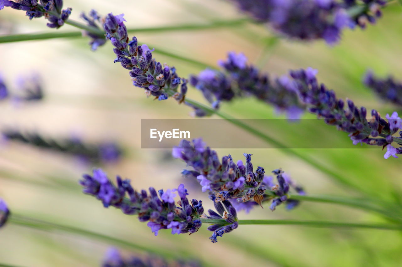 Close-up of purple flowering plant