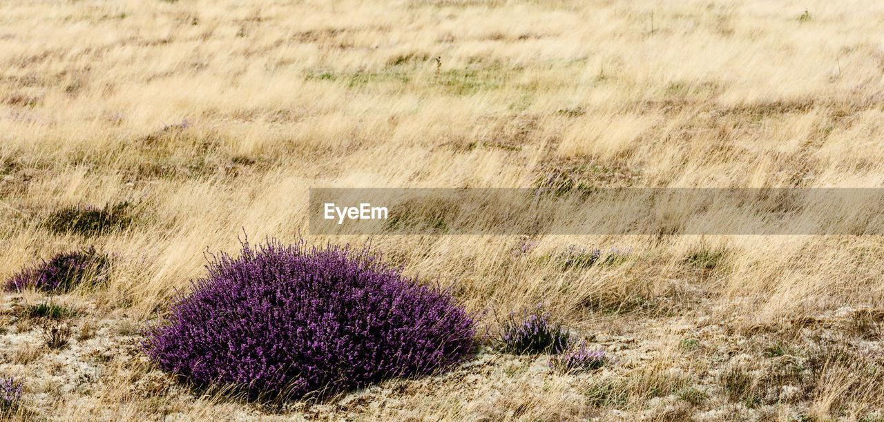 CLOSE-UP OF PURPLE FLOWERING PLANTS ON FIELD