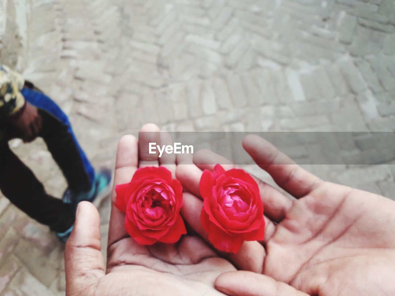 Cropped image of hand holding red rose