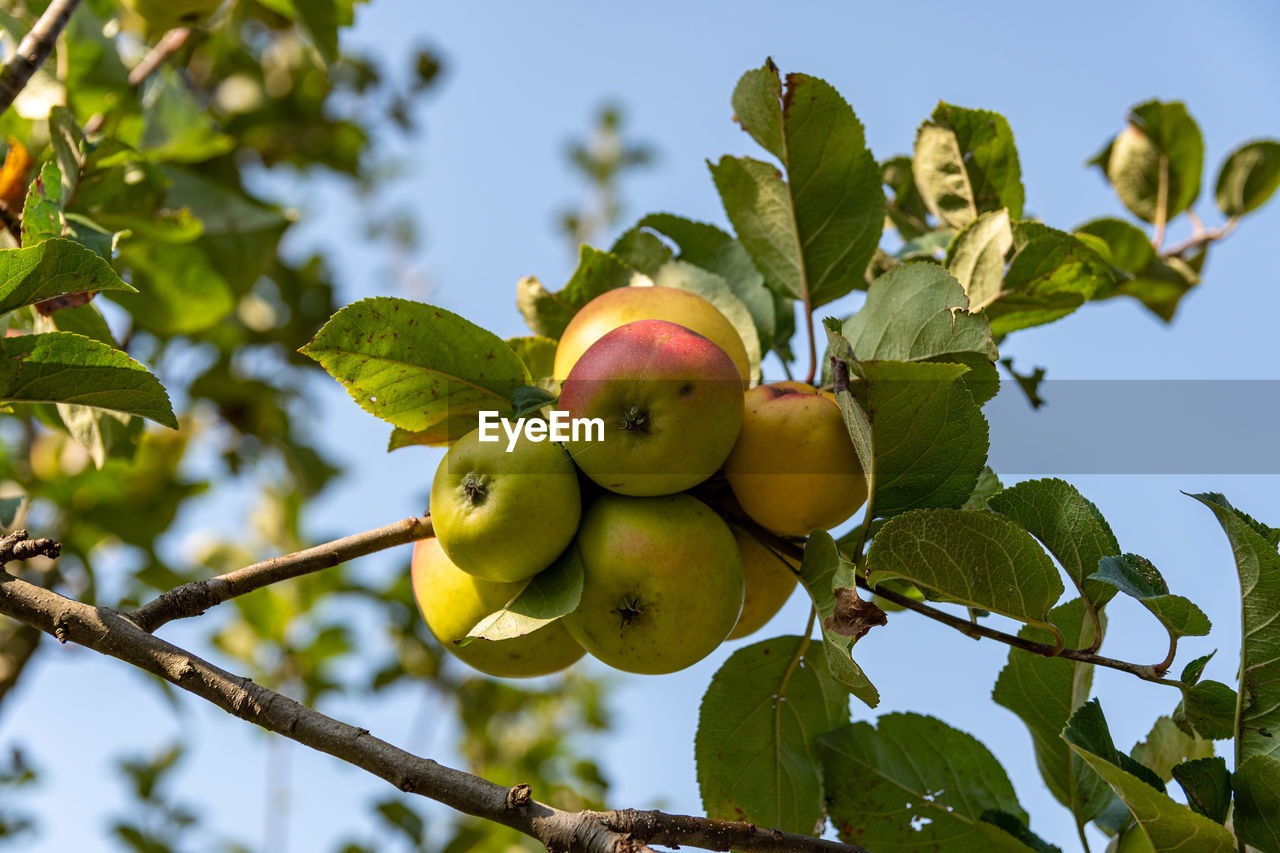 LOW ANGLE VIEW OF APPLES GROWING ON TREE