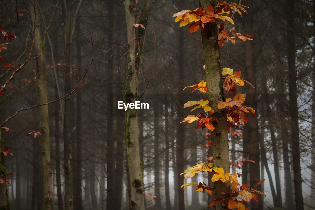 AUTUMN LEAVES ON TREE TRUNK IN FOREST