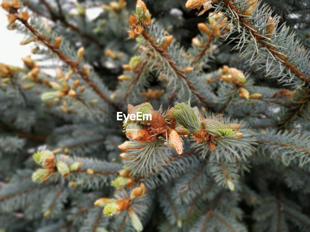 CLOSE-UP OF PINE CONE ON BRANCH