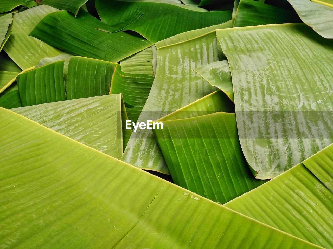 Full frame shot of green leaves