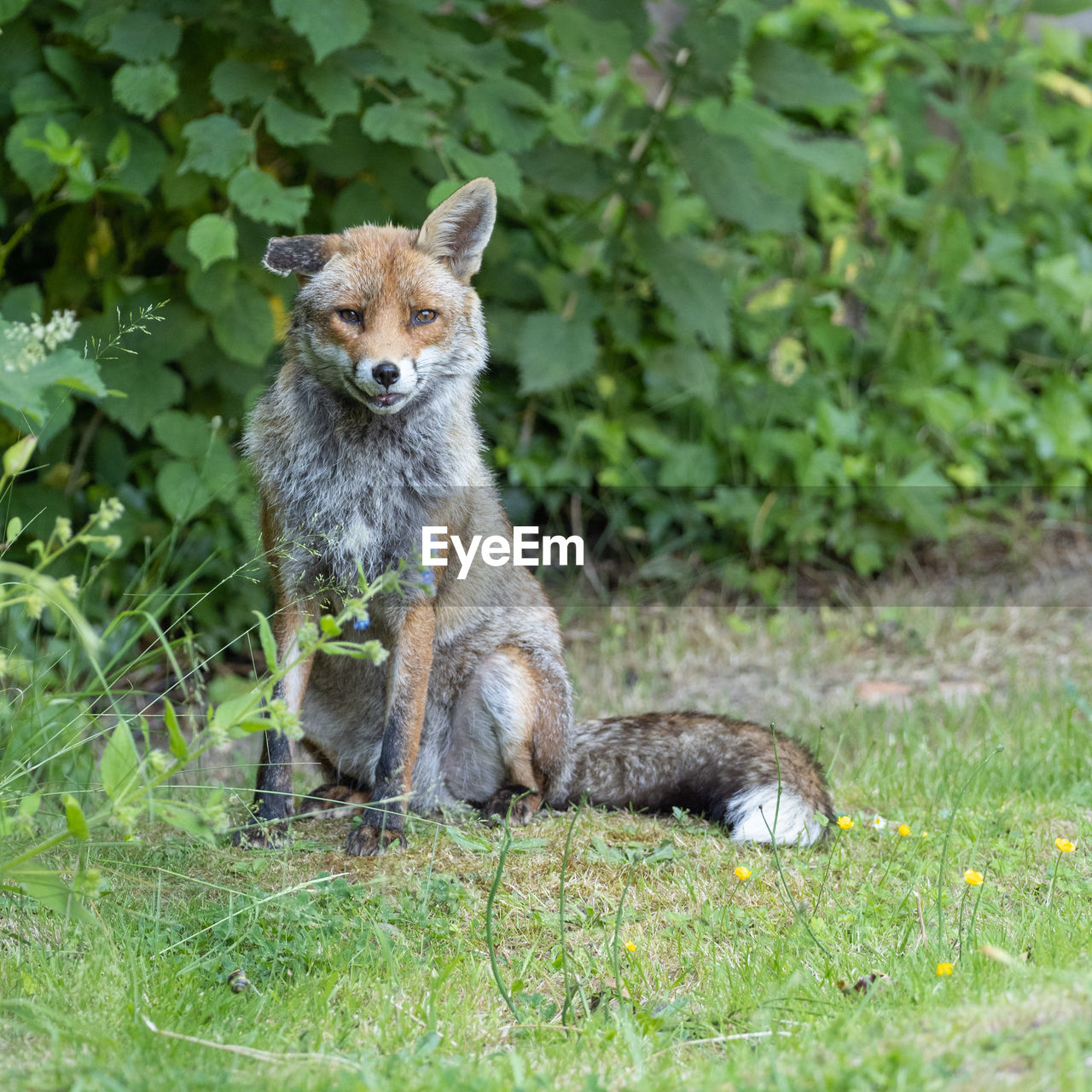 animal, animal themes, mammal, animal wildlife, wildlife, one animal, plant, portrait, grass, no people, nature, looking at camera, outdoors, carnivore, day, green, full length, young animal, cute, sitting