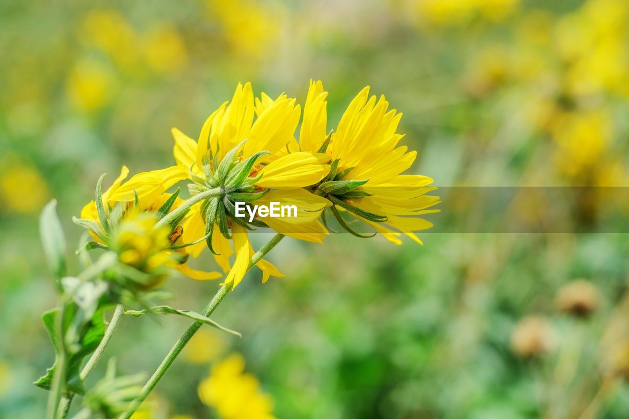 CLOSE-UP OF YELLOW FLOWER
