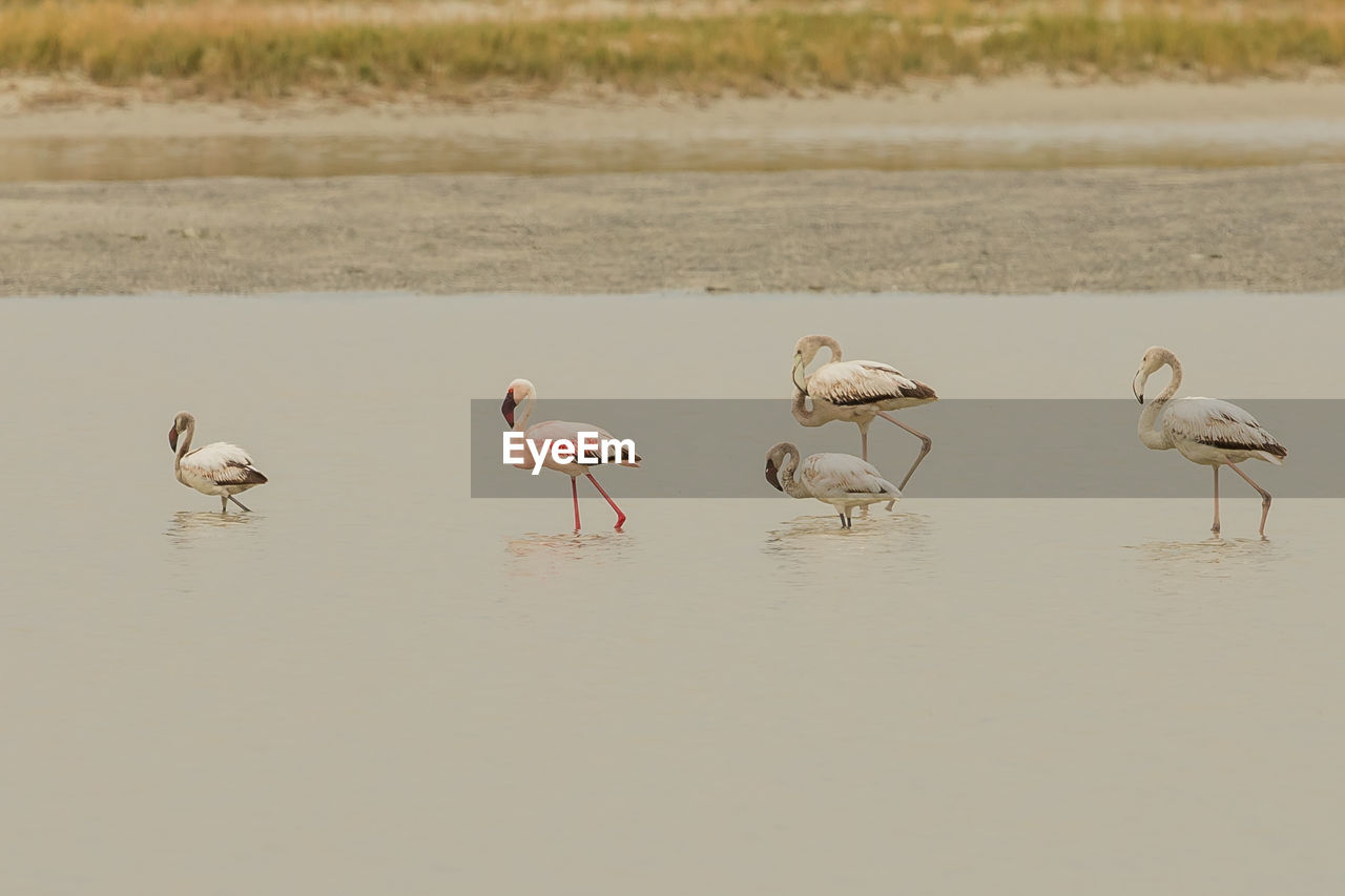 BIRDS ON BEACH