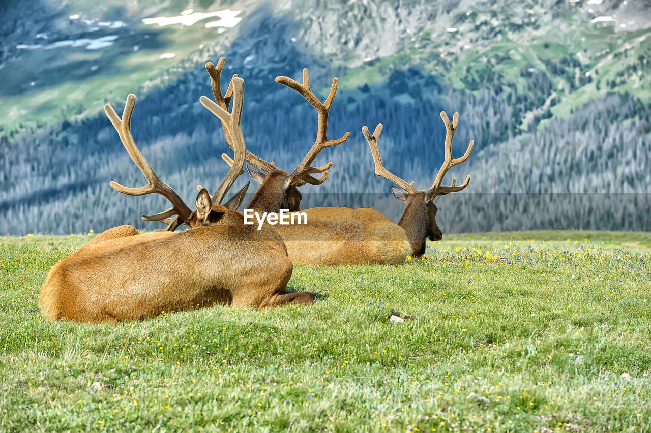 DEER LYING ON GRASS