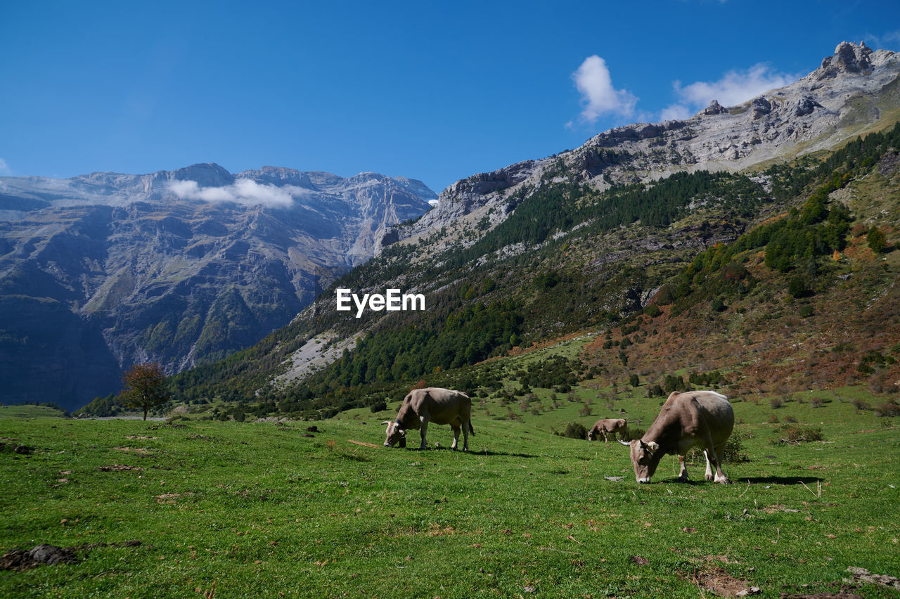 Herd of cows in green meadow and eating grass near lush forest on cloudy summer day in countryside in valle de pineta in pyrenees, spain