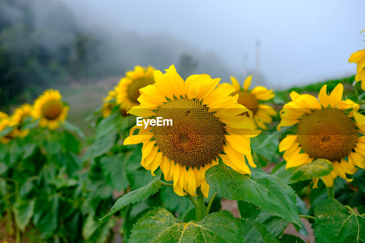 Close-up of yellow flowering plant on field