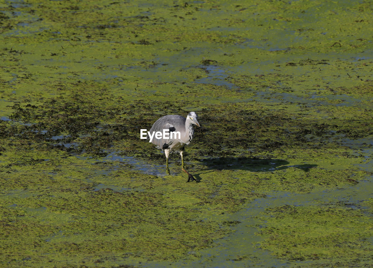 HIGH ANGLE VIEW OF BIRD ON SHORE