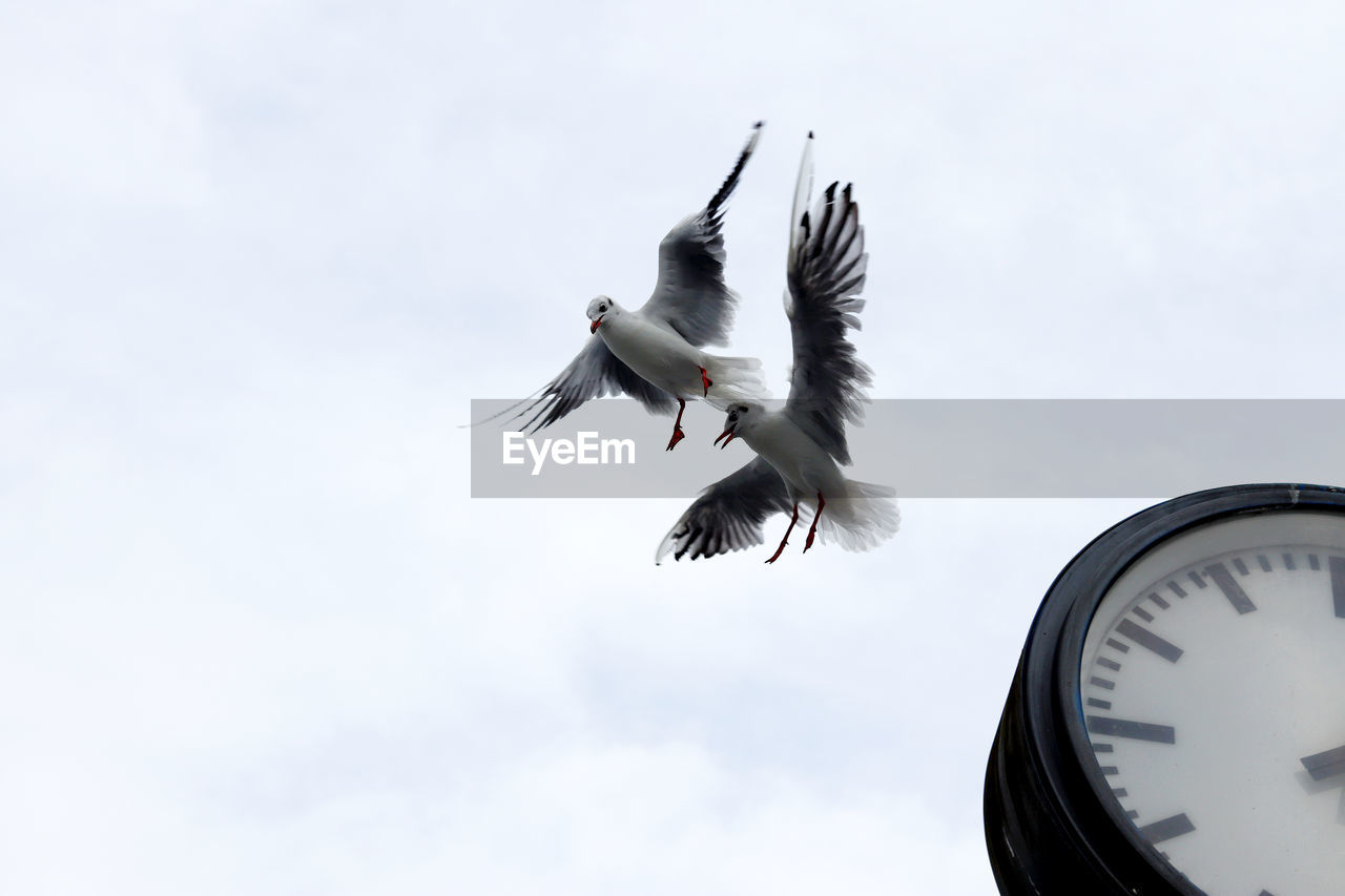 LOW ANGLE VIEW OF SEAGULL FLYING