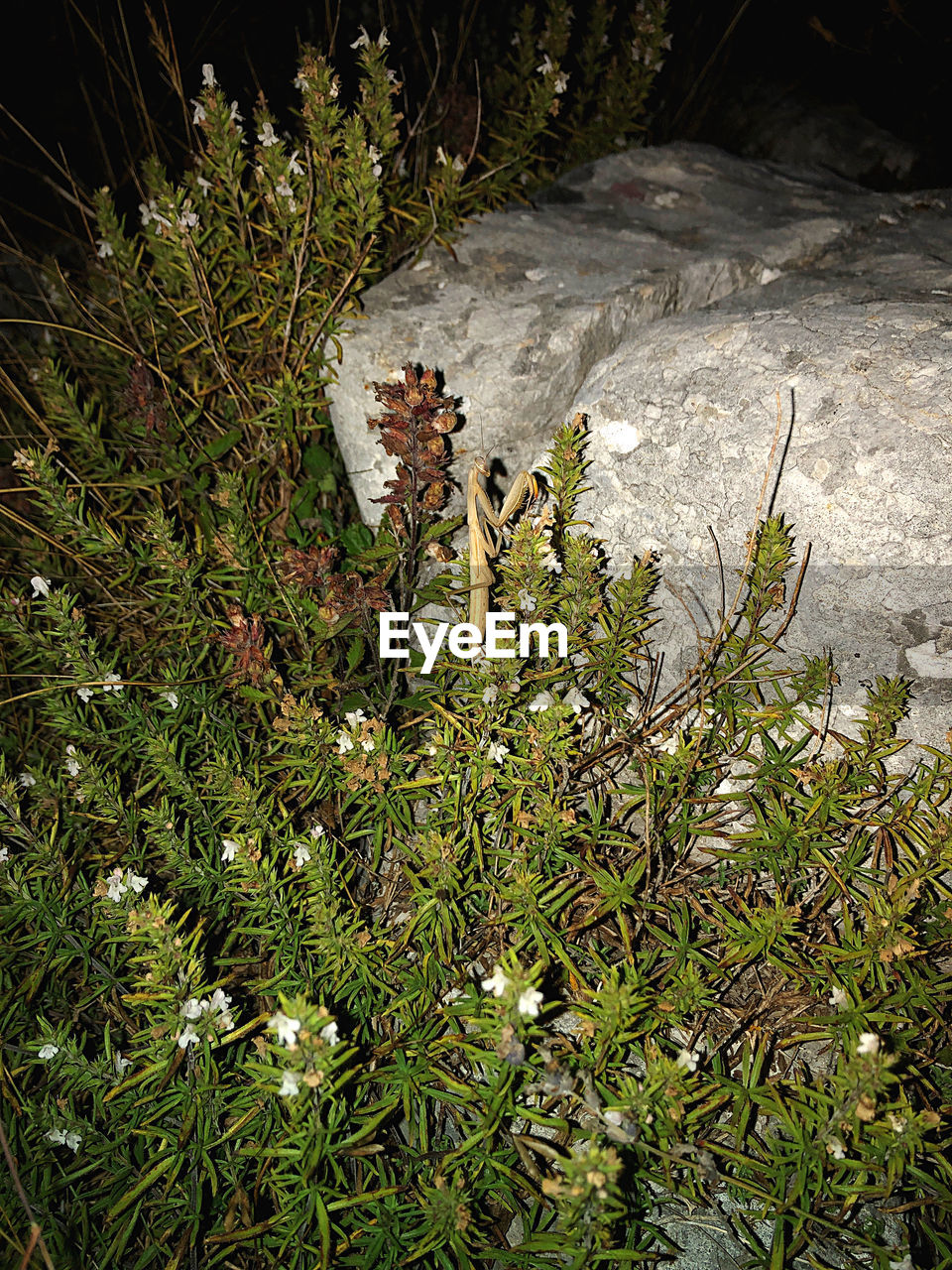 HIGH ANGLE VIEW OF TREES GROWING ON ROCKS