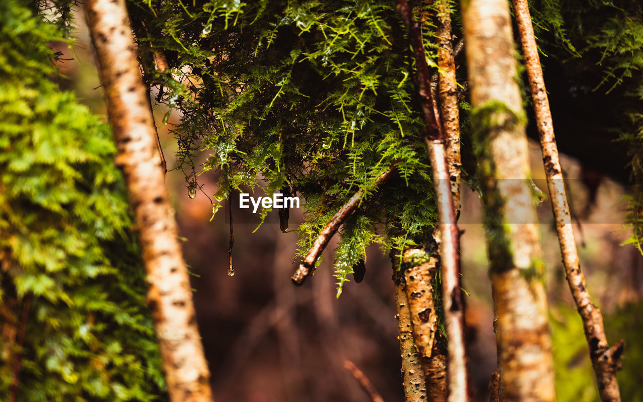 Close-up of lichen growing on tree trunk in forest