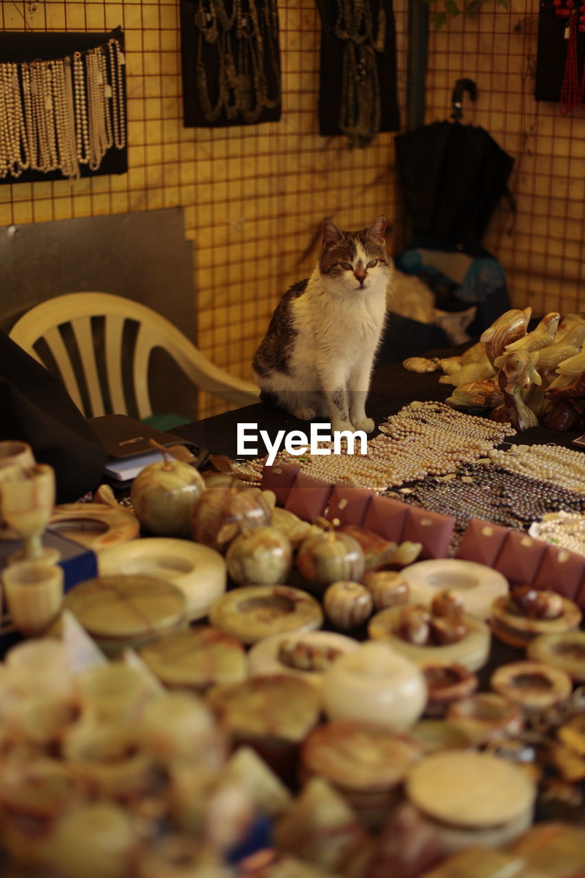 The cat is sitting in a souvenir shop.