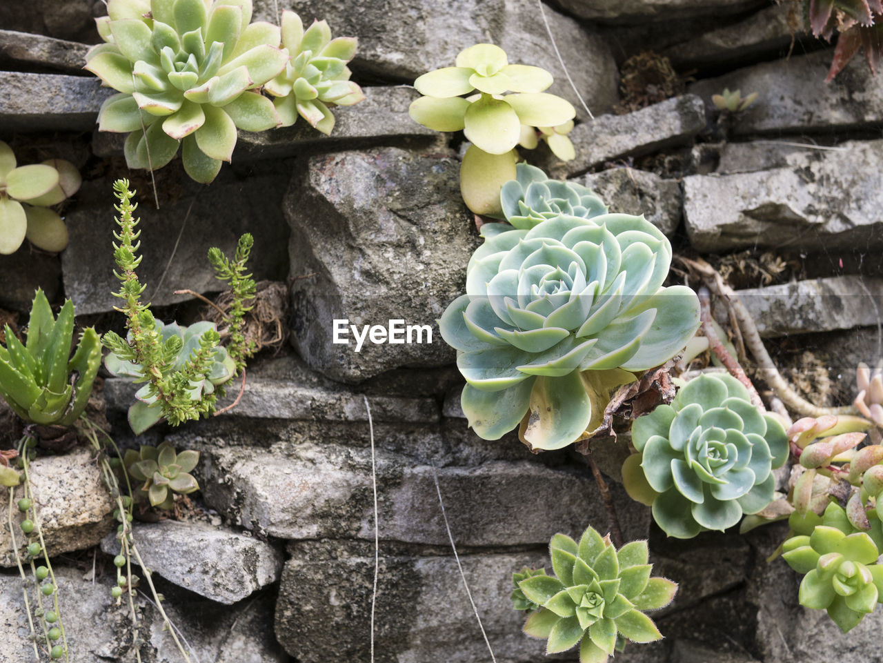 HIGH ANGLE VIEW OF PLANT IN GREENHOUSE