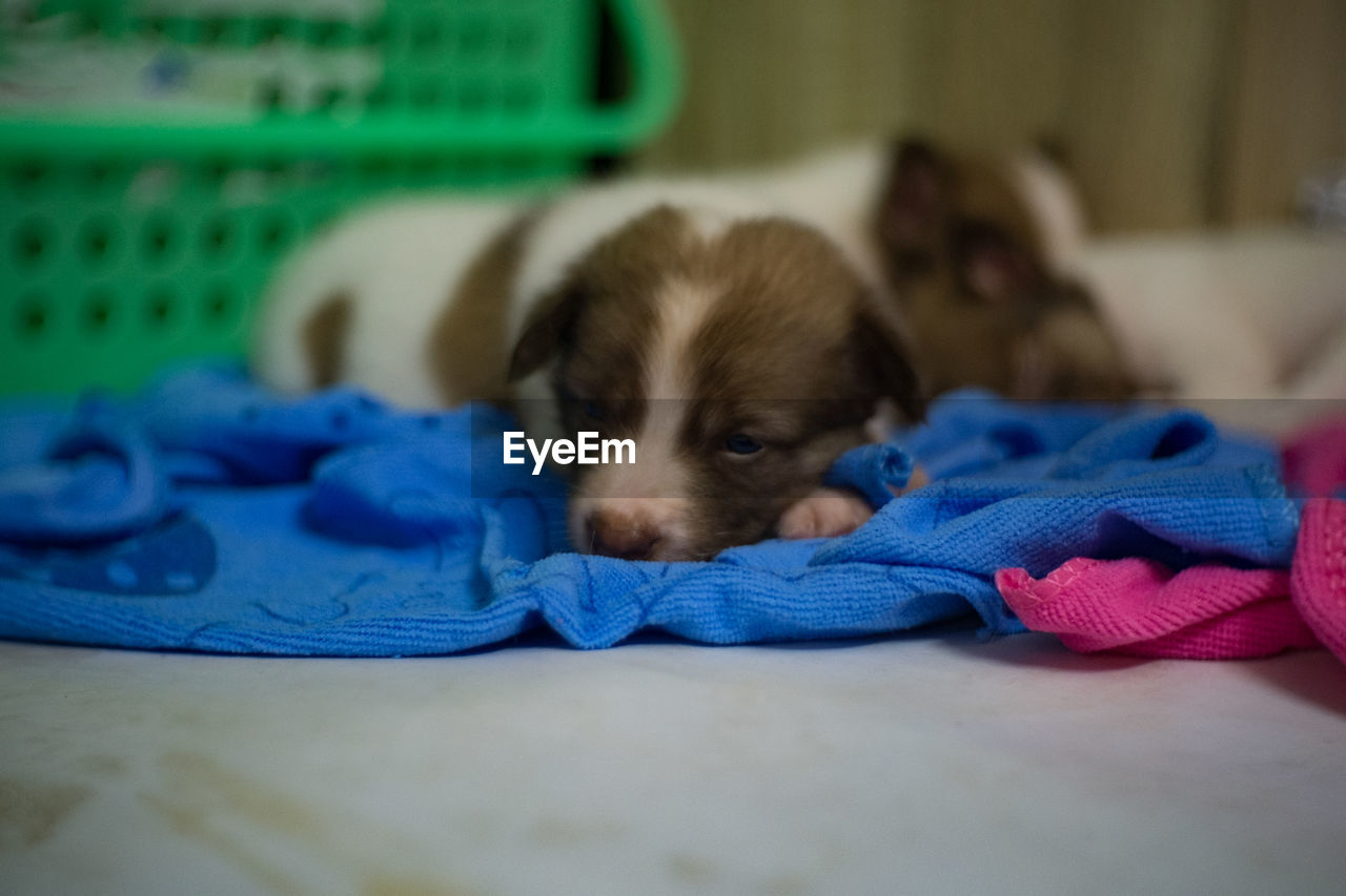  puppy sleeping