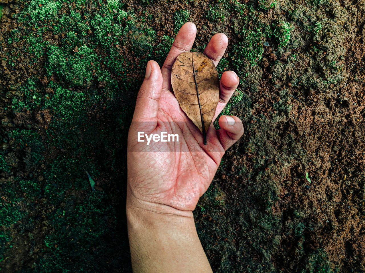 Close-up of hand holding heart shape leaf