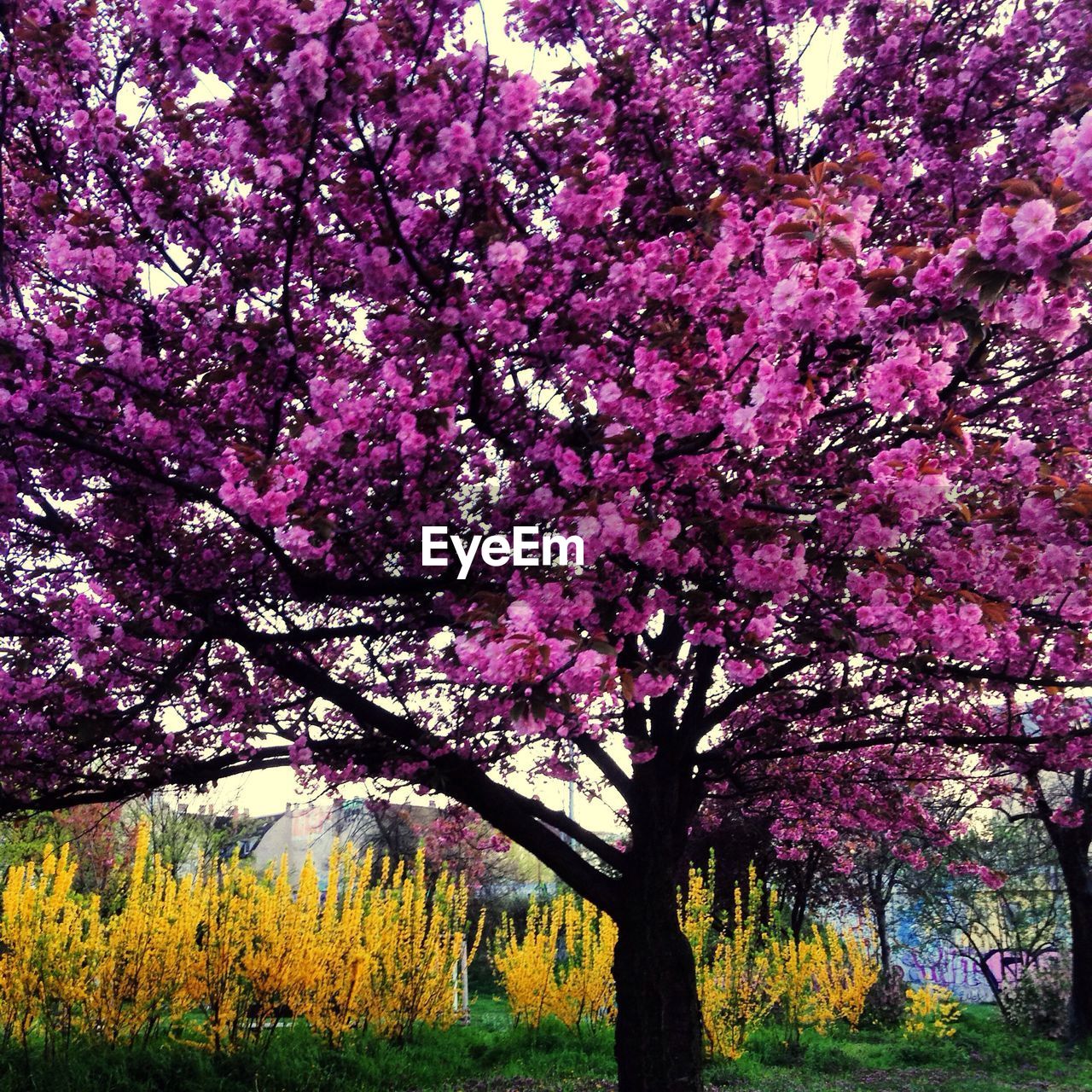 PINK FLOWERS ON TREE