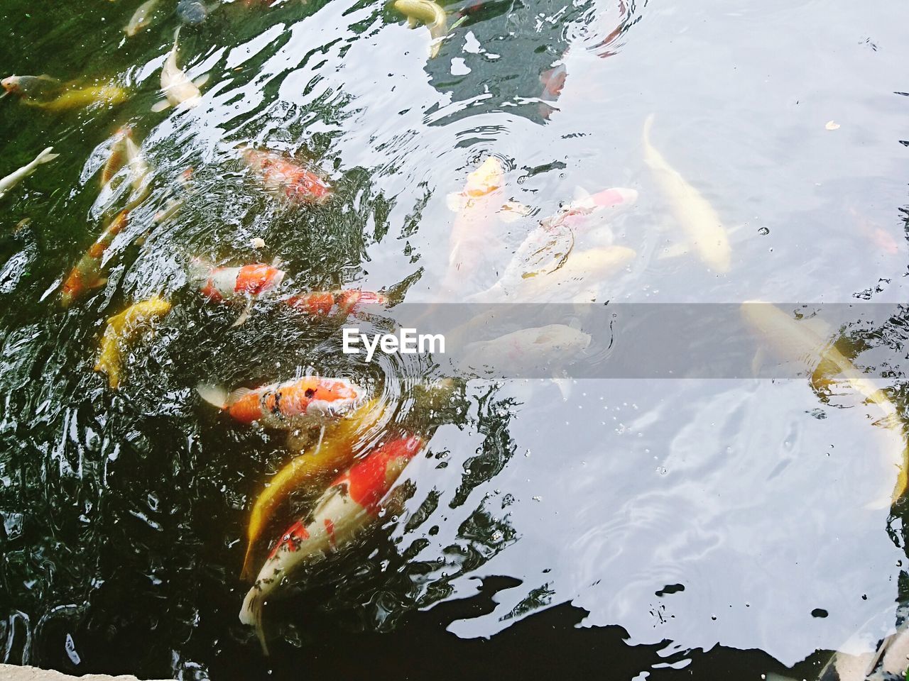 High angle view of koi carps swimming in pond