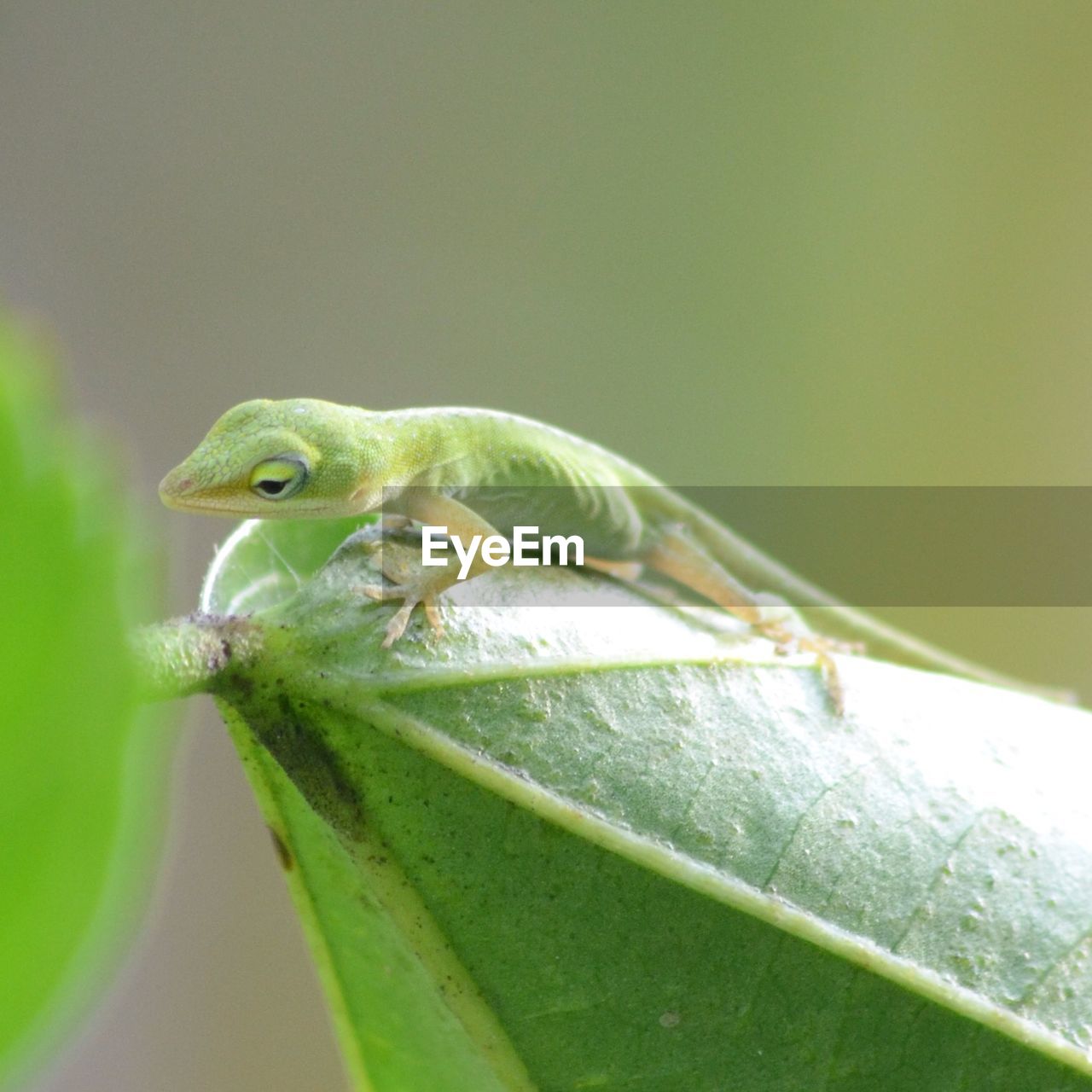 CLOSE-UP OF GREEN LIZARD