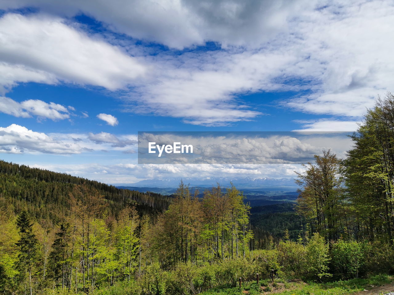 SCENIC VIEW OF FOREST AGAINST CLOUDY SKY