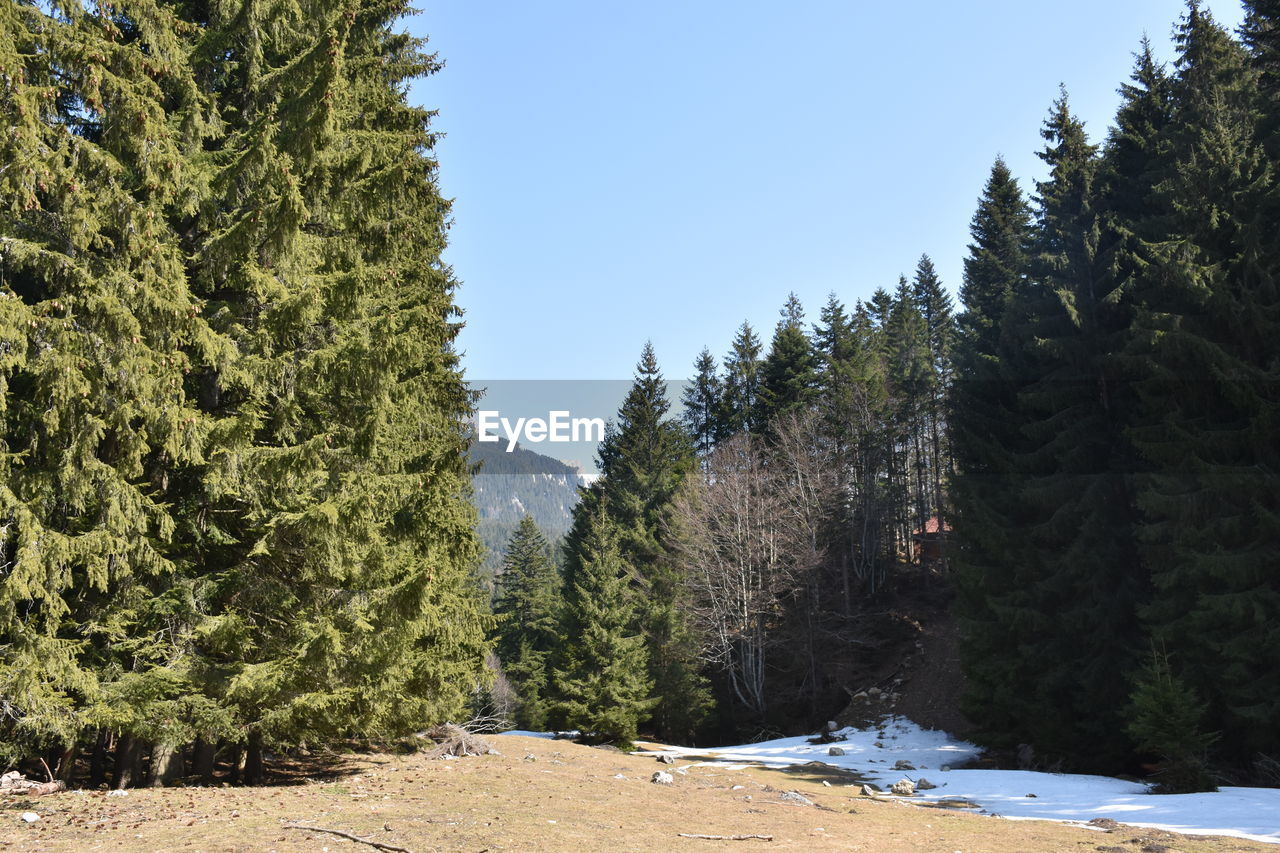 PINE TREES IN FOREST AGAINST SKY DURING WINTER