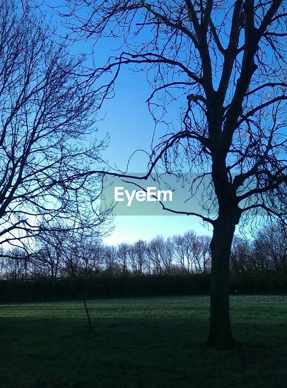 BARE TREES ON GRASSY FIELD AGAINST SKY