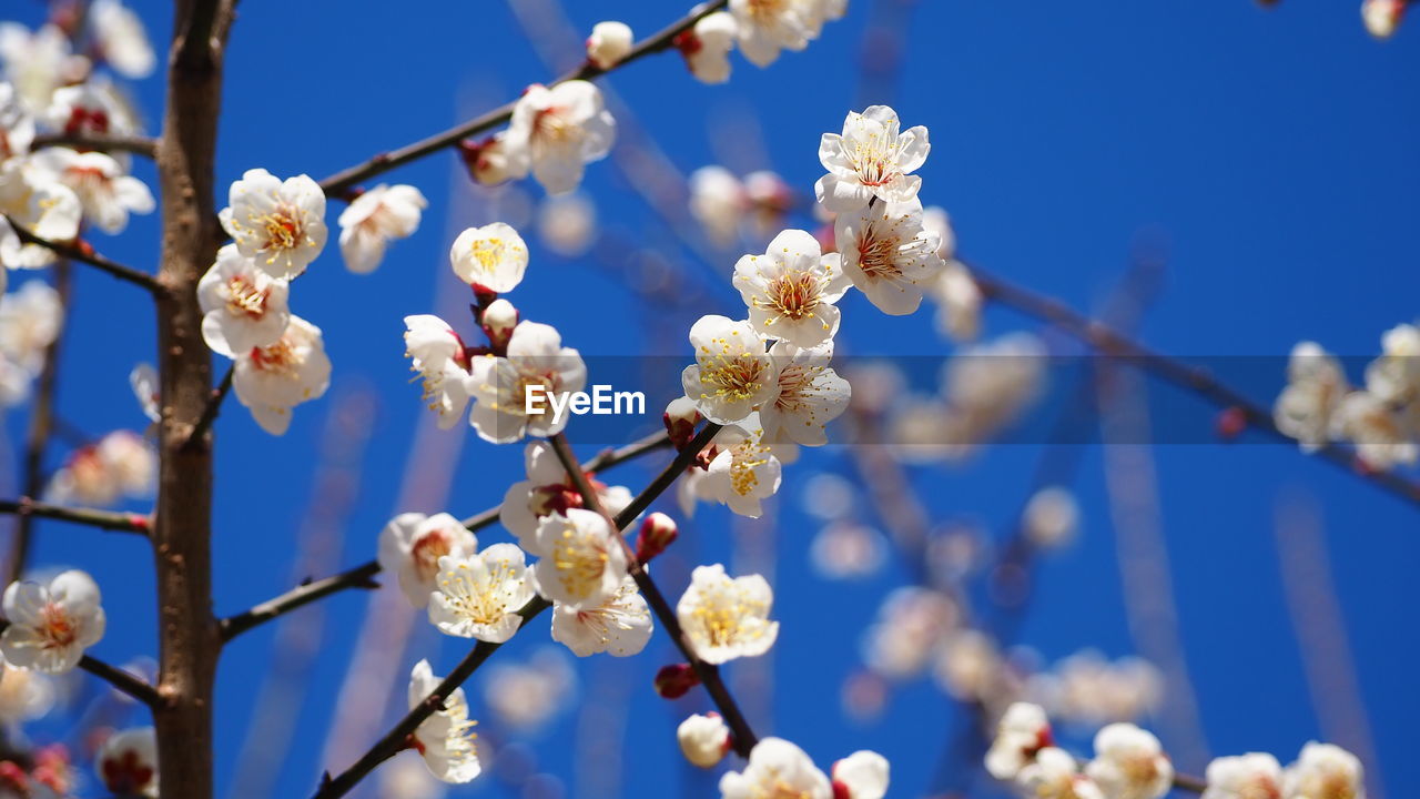 Close-up of white plum blossoms against blue sky