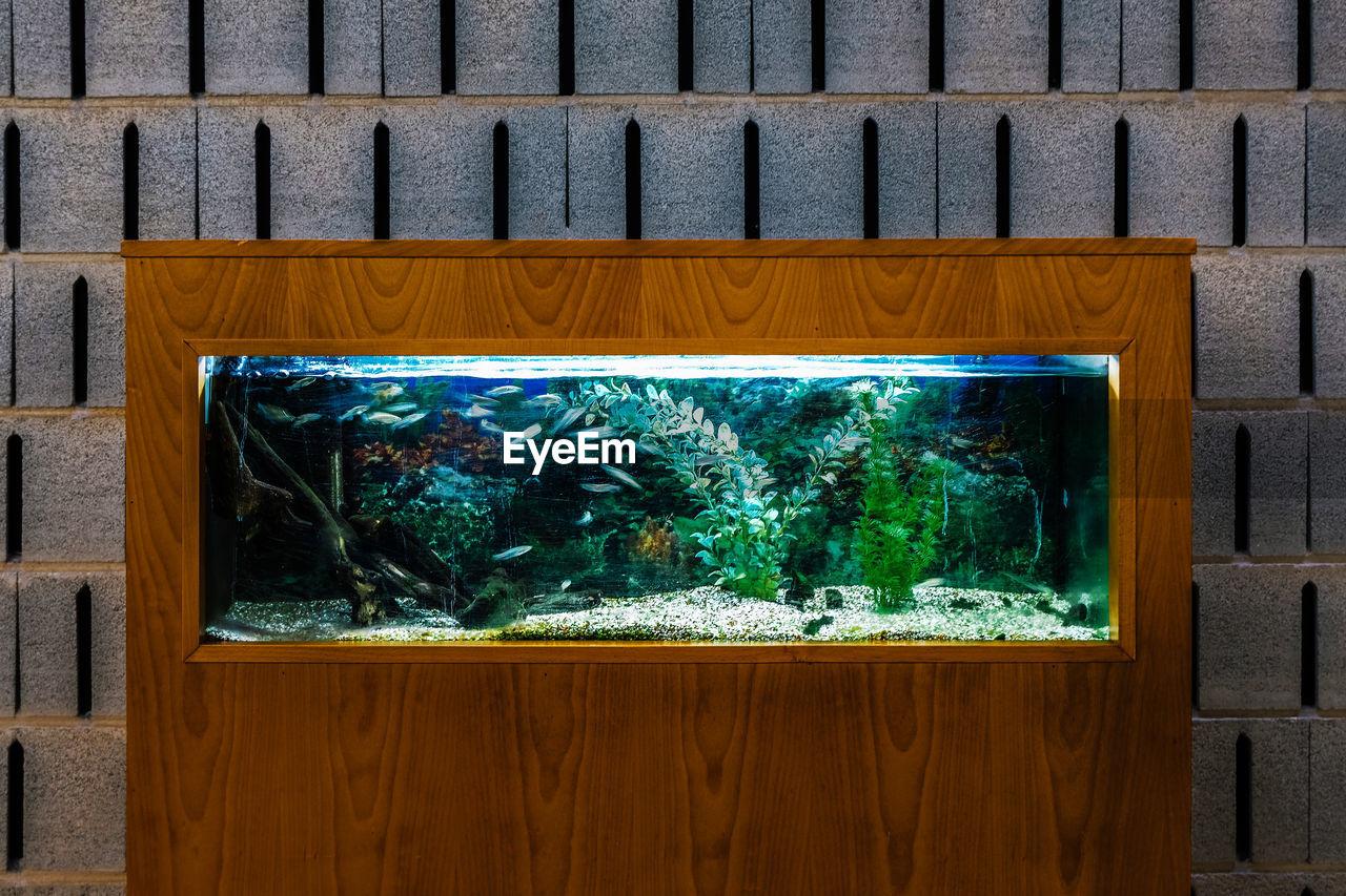 Close-up of an aquarium with fish and plants