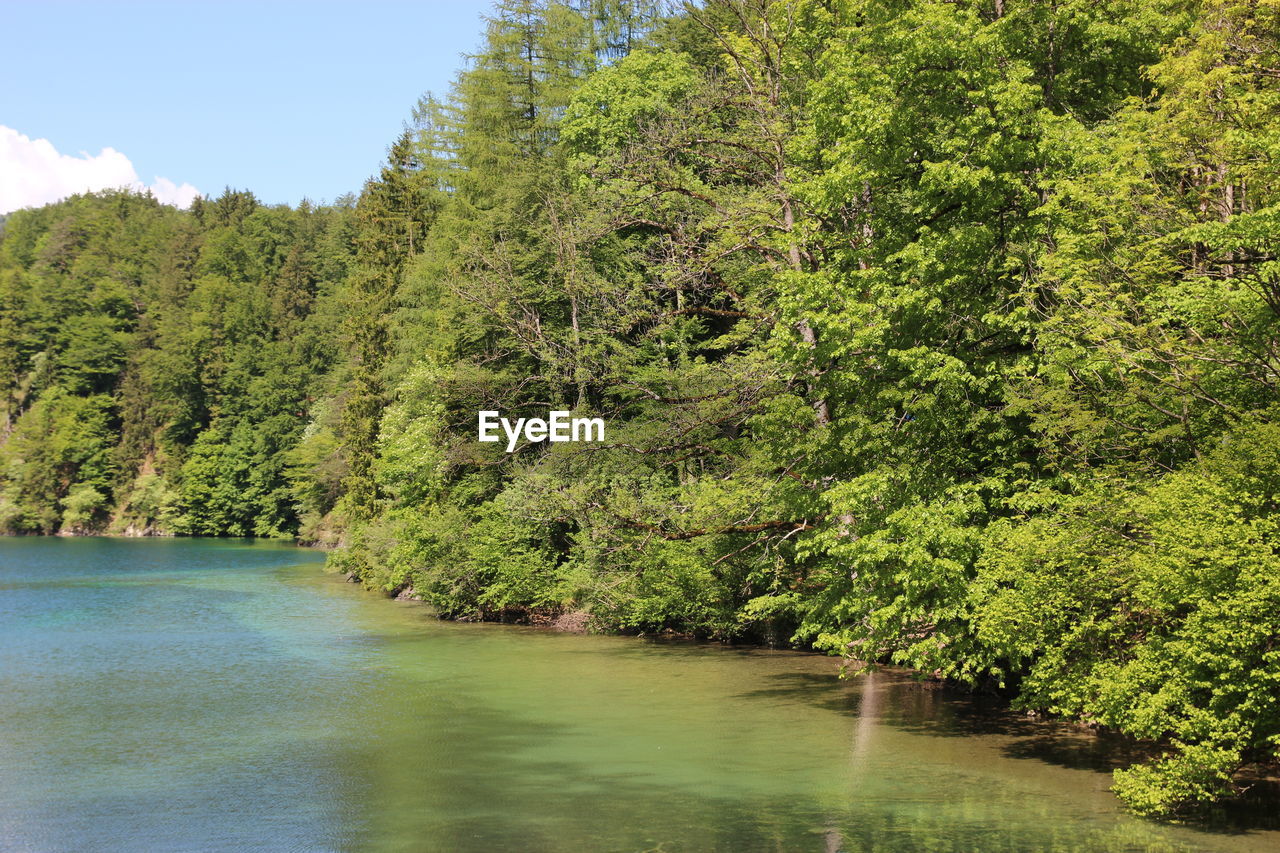 SCENIC VIEW OF RIVER AMIDST TREES AGAINST SKY