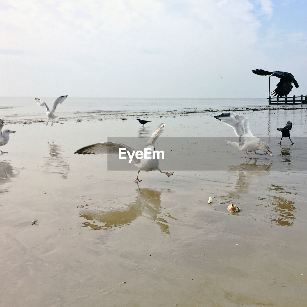 Seagulls perching on sea shore against sky