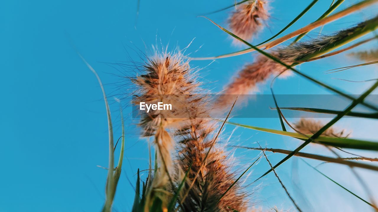 Close-up of stalks against blue sky